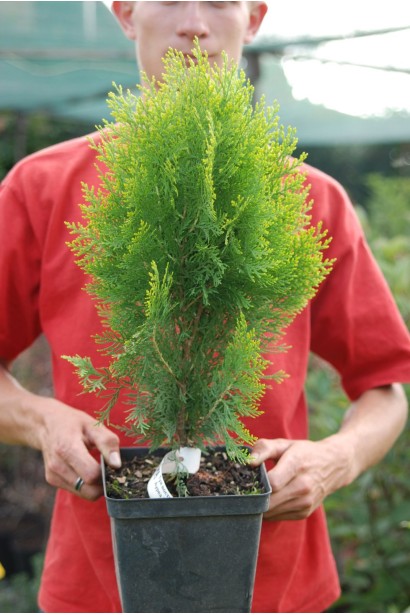 Туя восточная Ауреа Нана - 3л/вис.20-30/Ø10-15